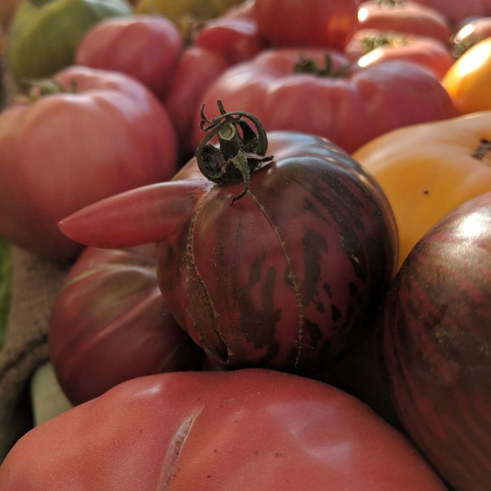 Meet your Posher, Carrie